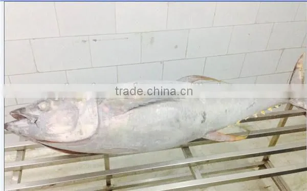 Big Size Yellwofin Tuna photo-3