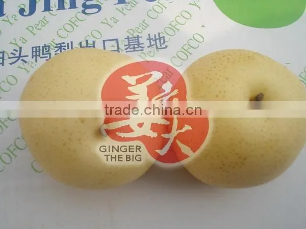 Fresh Pear photo-2