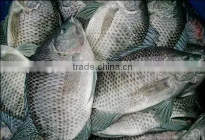 Frozen Tilapia Whole Round Fish