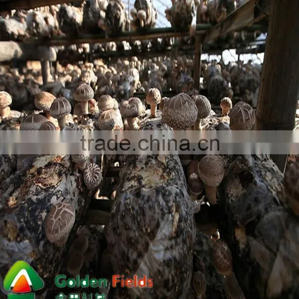 Wholesale Shiitake Cultivated Mushroom Spawn Mushroom Growing Kit photo-4
