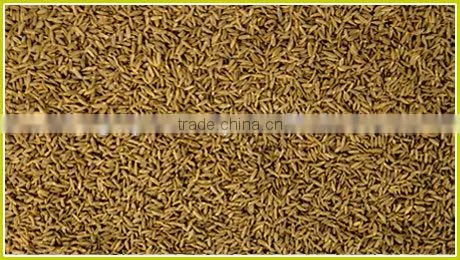 Pure Cumin Oil | 100% Natural Cumin Oil From India(BORG EXPORT) photo-3