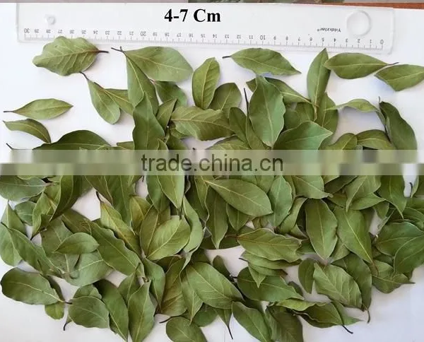 Dried Bay Leaves photo-3