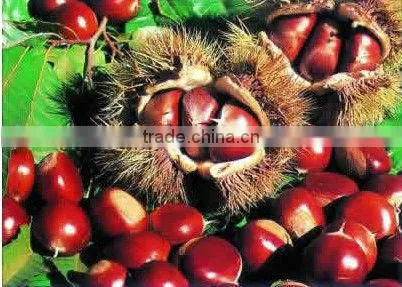 Fresh Chestnut