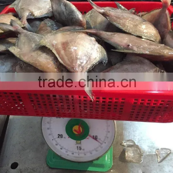 Frozen Black Pomfret Whole Round Size 200-300 and 300-500 photo-3