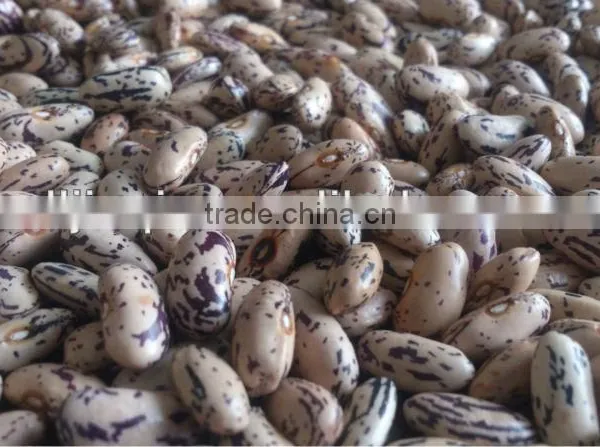 Blue Speckled Kidney Beans