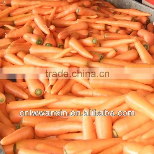 Chinese Fresh Washed Carrot 150g -250g in 10kg Carton
