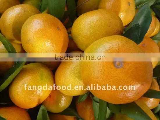 Chinese Sugar Mandarin Orange/orange Fruit