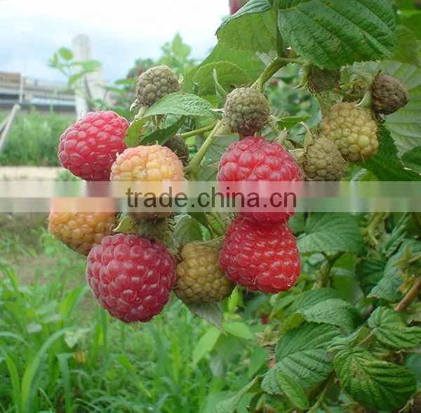 Raspberry Tree Seedling photo-3