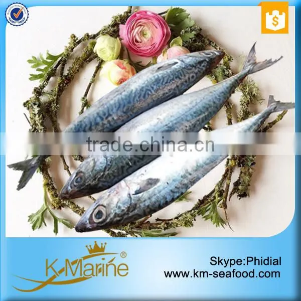 Frozen Live Fish Horse Mackerel photo-2