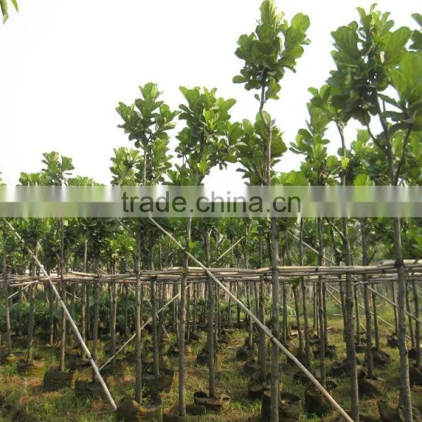 Ficus Lacor photo-2