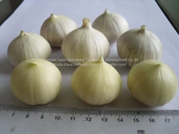 Fresh Garlic