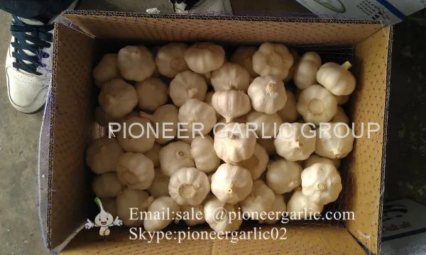 Chinese 100% Pure White Fresh Garlic Small Packing Costa Rica Market photo-2