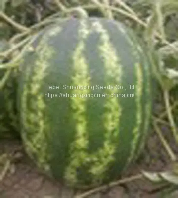 Hybrid Seedless Watermelon Seeds Large Fruit photo-2