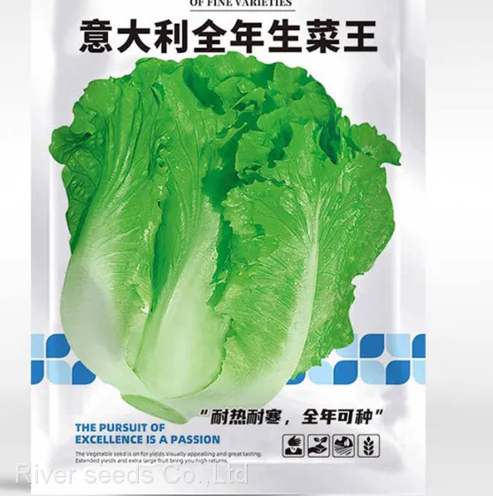 10g Hotsale F1 Cheap Price Romania Lettuce Seeds for Planting