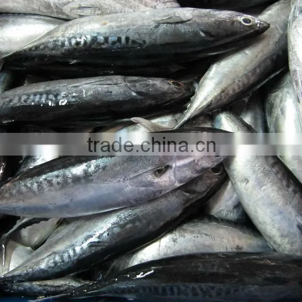 FROZEN BONITO photo-2
