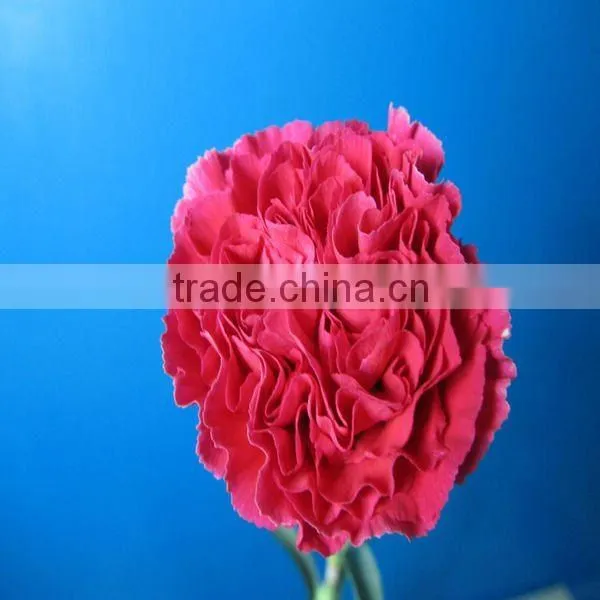 China Supplier Wholesale Fresh Carnations/fresh Carnation Flowers photo-4