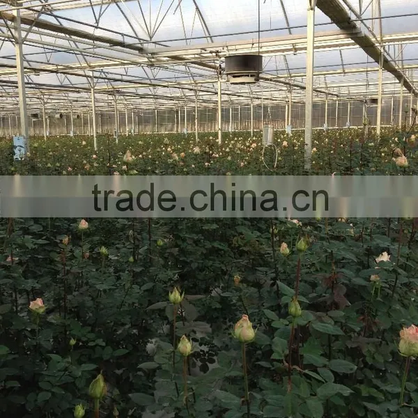 Greenhouse Multifunction 2,5 to 3 Meters Gutter Height photo-4