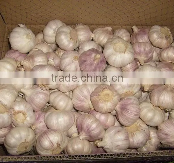 Normal White Garlic Fresh Garlic