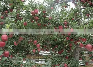 Huaniu Apple/Red Mature Huaniu Apple Factory photo-4