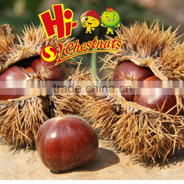 Quick Freezing Organic Roasted Chestnuts Frozen Chestnut photo-5