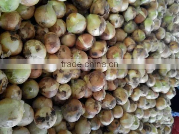 2014 Fresh Carrots Onion Potato photo-2