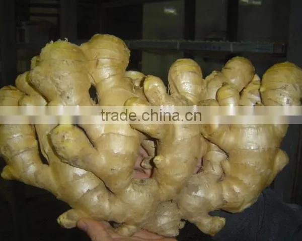 Fresh Ginger Needed photo-2