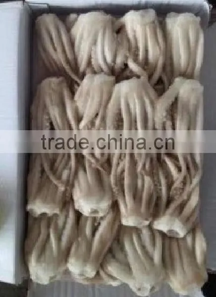 Frozen Illex Squid Tentacle photo-4