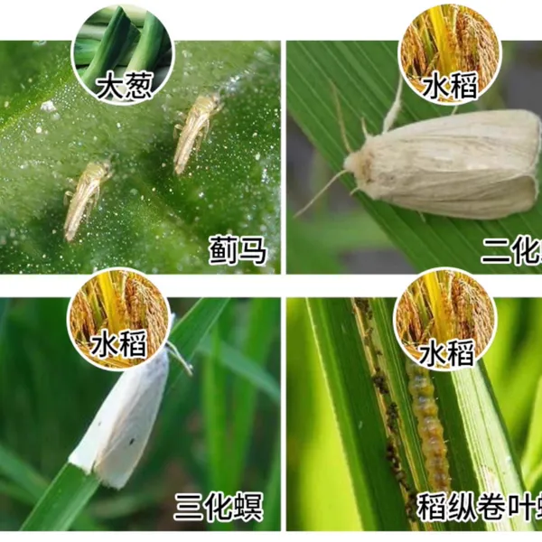 Insecticides Thiocyclam 50%SP Pesticides for Agriculture photo-2