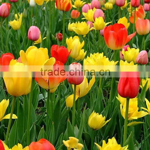 Fashion Crazy Selling Decorative Tulip photo-5