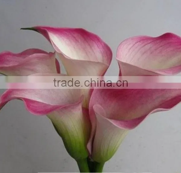 Cheap Wholesale High Quality Calla Lily From China Manufacture photo-6