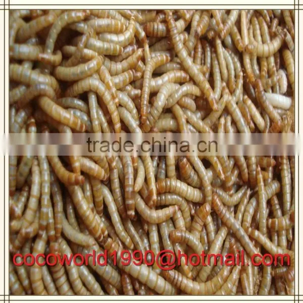 Bird Eating Worm/mealworm Snack/what do Mealworms Like to Eat photo-5