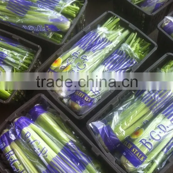 Chinese Fresh Celery photo-5