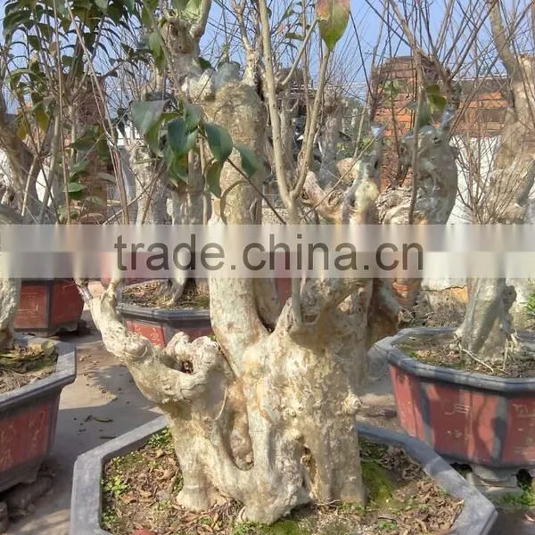 Lagerstroemia Indica L. Nursery photo-4