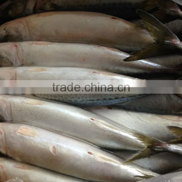 High Quanlity Product Pacific Mackerel photo-4