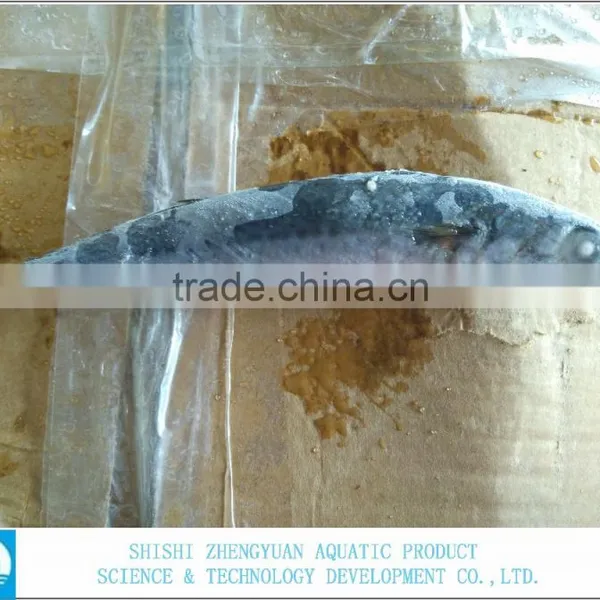 Best Price For Canned Frozen Mackerel Fish photo-4