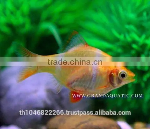 Golden Tiger Barb Fish For Sale and Export photo-3