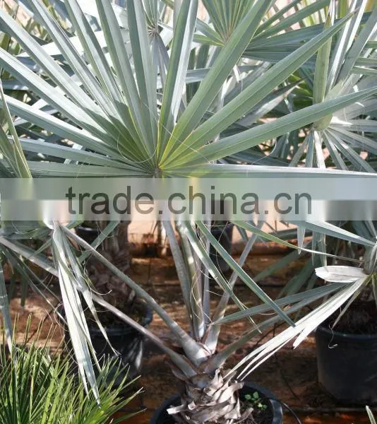 Bismarckia Nobilis - From 75/100 Plant Height in 8 Liters Pot photo-5