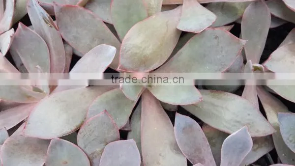 Succulent Plant Echeveria Afterglow, Decorative Plants Echeveria, Succulent Plants, Tropical Plants photo-2
