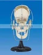 Separated human skull model