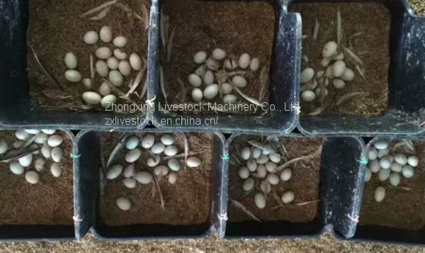 Duck Nest Box/ Duck Feeder photo-3