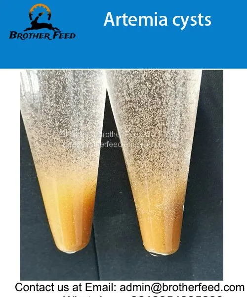 90 Hatch Rate Artemia Cysts Brine Shrimp Eggs With Cheap Price