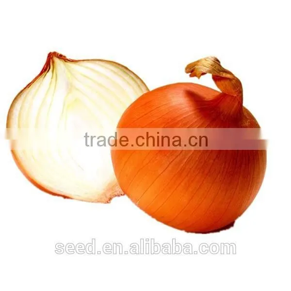 Long Day Hybrid Onion Seeds for Sale SXO No.4