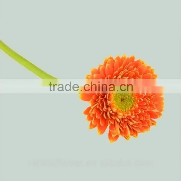 Kunming Flower Export Wooden Vase Flower Pots With 20stems/bundle From Yunnan, China photo-3