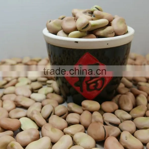 Price of Broad Beans / Faba Beans / Fava Beans for Cannery photo-2