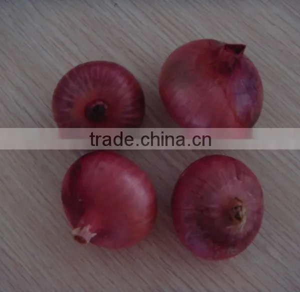 2015 Crop Fresh Red Onions for Sales With Market Price photo-2
