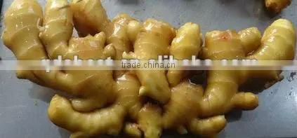 Fresh Wet Ginger photo-6