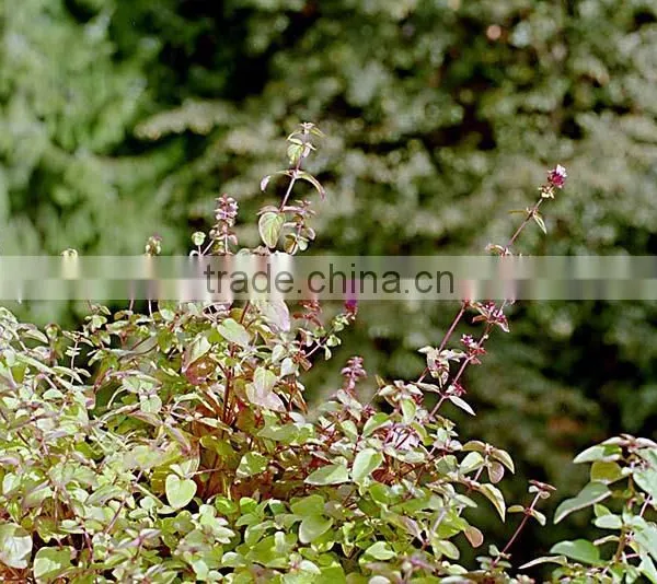 100% NATURAL & PURE OREGANO OIL