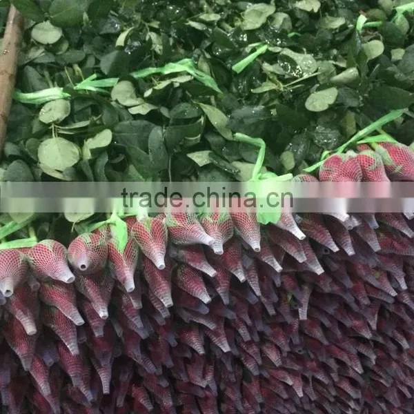 2016 Kunming Fresh Cut Flowers Fresh Cut Roses Wholesale Price photo-3