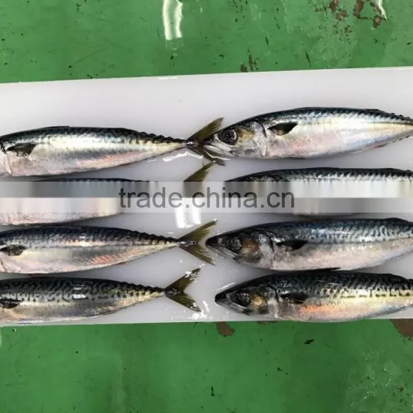 Light Catching Sea Frozen Japanese Mackerel for Wholesale photo-2