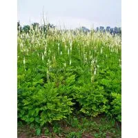 Cimicifuga Racemosa Extract Plant Extract Factory
